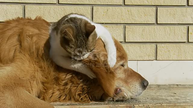 Kitten Playing With Dog's Ear.