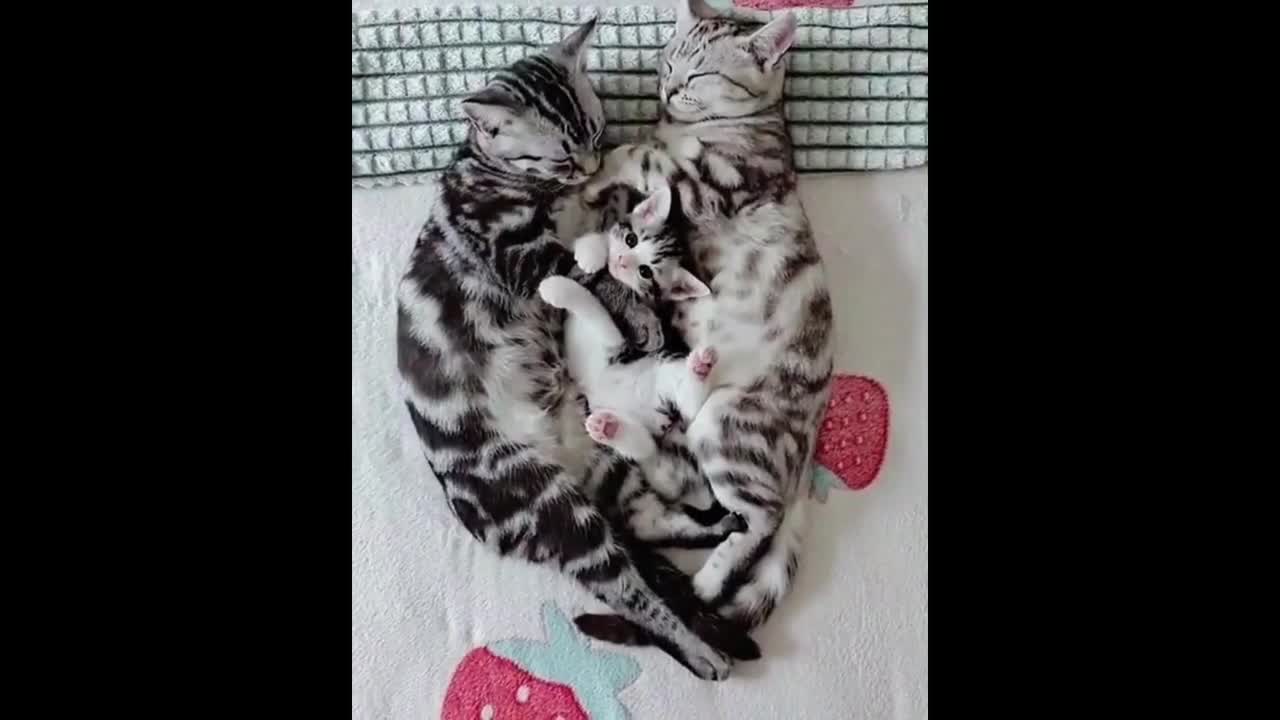 Kumpulan video kucing lucu