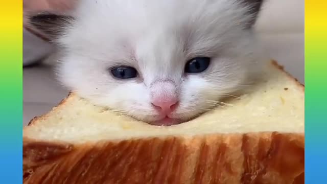 Cute and Funny Cat Videos Compilation 2021_#shorts