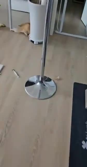 How many red bulls did that cat have? 😂