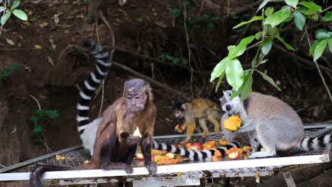 The Monkeys Eating Together