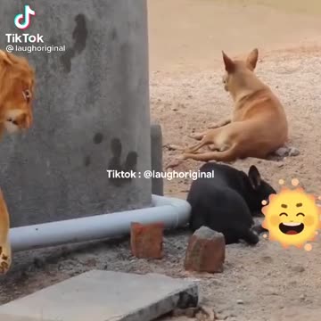 Dog very funy