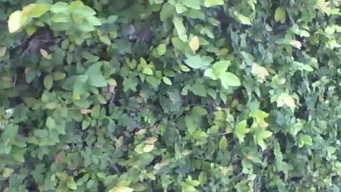 Walking along the sidewalk and filming the climbing fig, a plant [Nature & Animals]