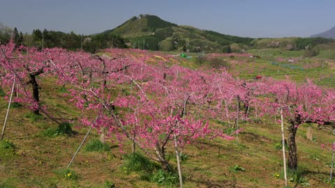 The rural scenery