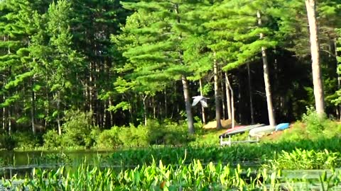 Great Blue Heron