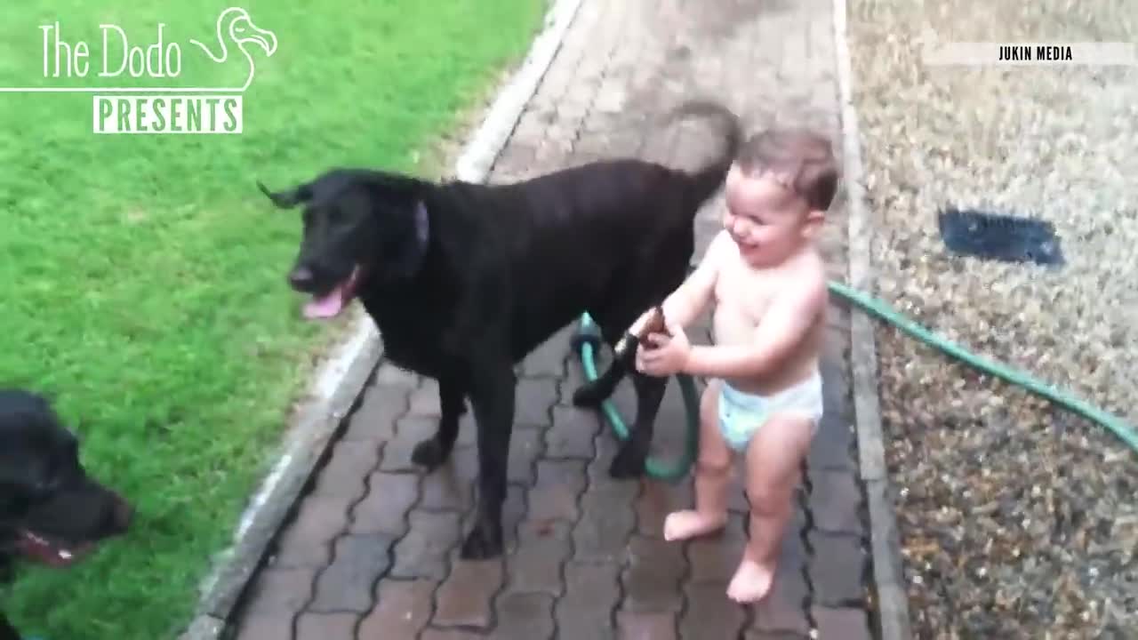 Babies Laughing At pets the Dogs video