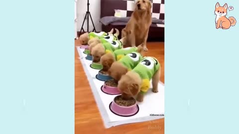 Cute Puppys #2