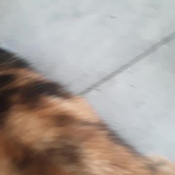 My Cats LOVE Me😍 waiting to get petted