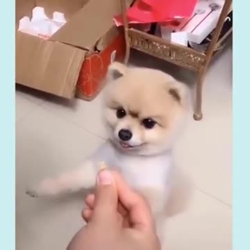 Amazing Funniest 🐶 Dogs Awesome Funny Animals Videos #shorts