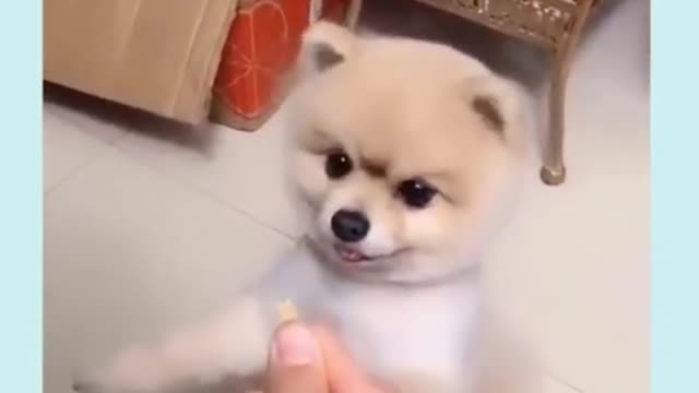 Amazing Funniest 🐶 Dogs Awesome Funny Animals Videos #shorts