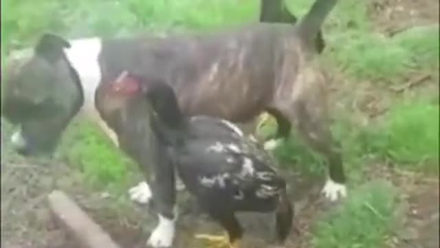 Dog stops roaster cocks from fighting