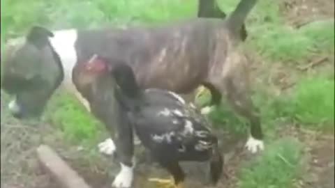 Dog stops roaster cocks from fighting