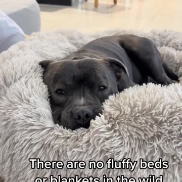 i will survive inside dog training