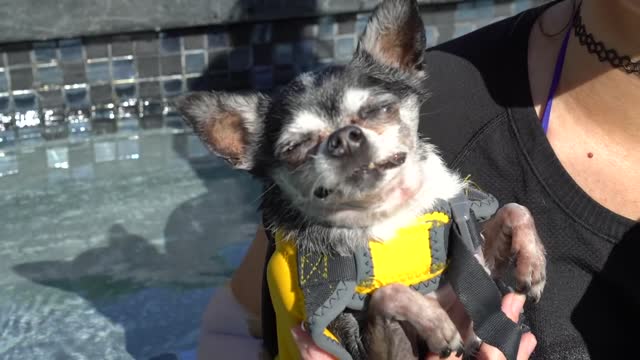 Teaching My Dogs To Swim