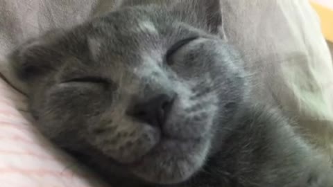 A sleeping cute little kitten