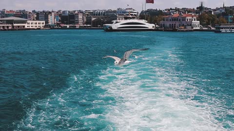 Seagulls Flying Over The Sea Water