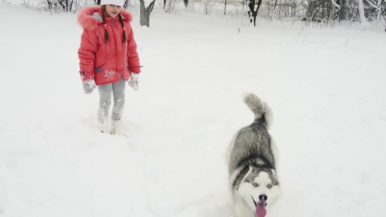 Young girl playing with siberian husky malamute dog on the snow outdoors in winter forest park