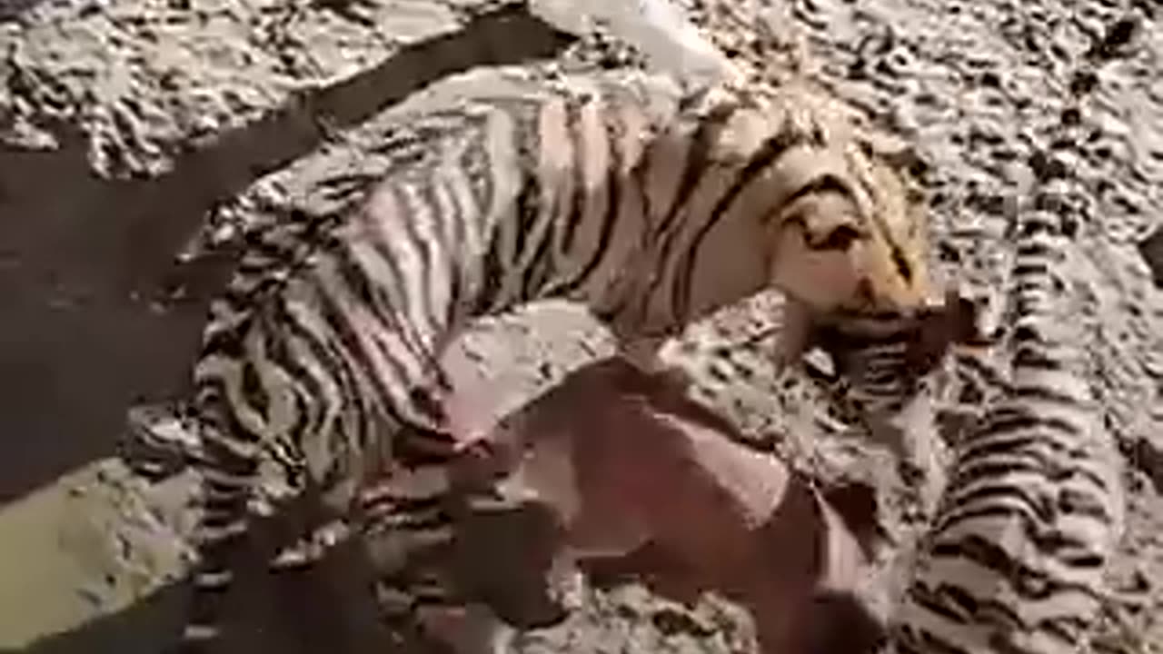 Tigers think this dog is their mommy ❤️ 🐯 🐶 | must watch