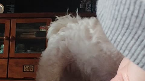 Puppy giving hand but refusing further training