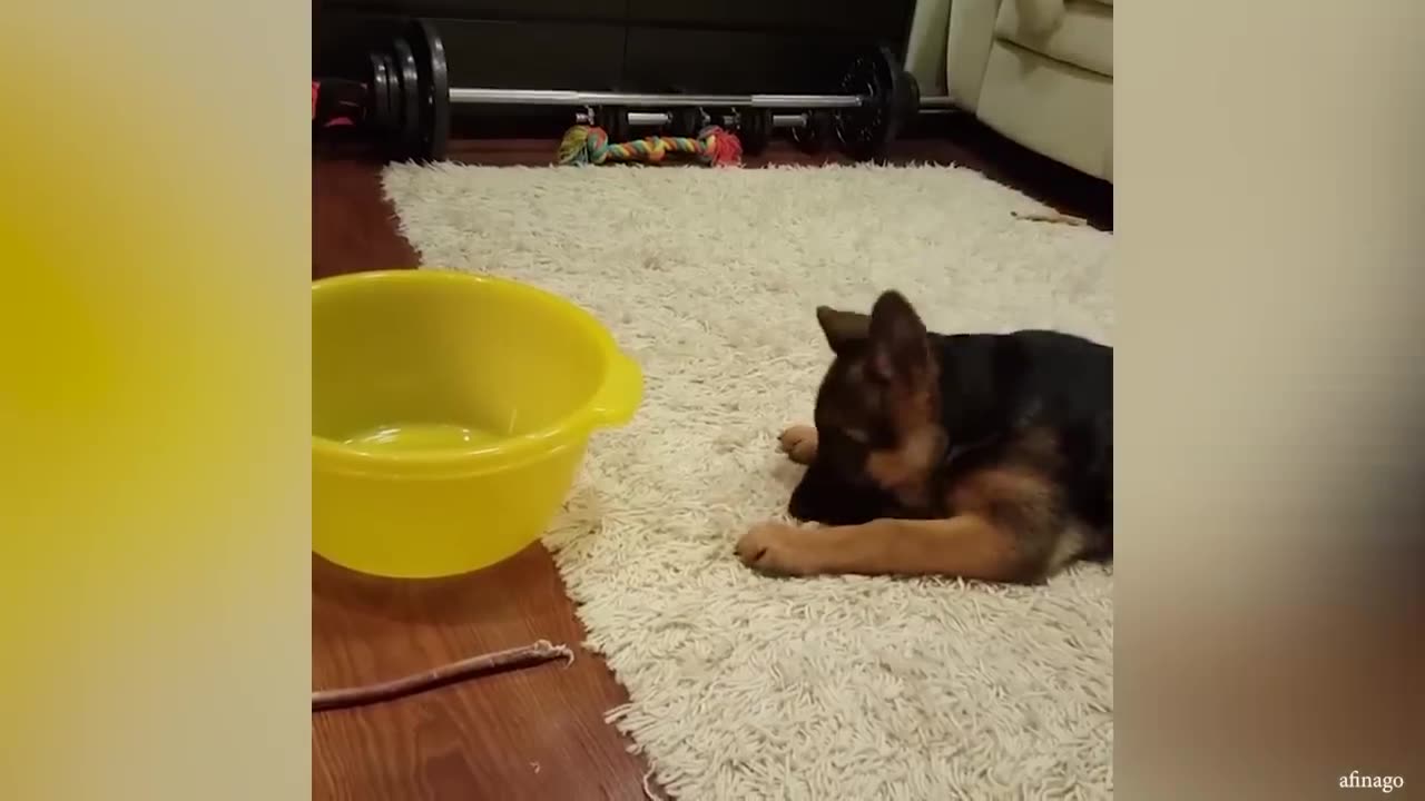 This is why German Shepherds are the FUNNIEST DOGS 🐶 Ginger Cat