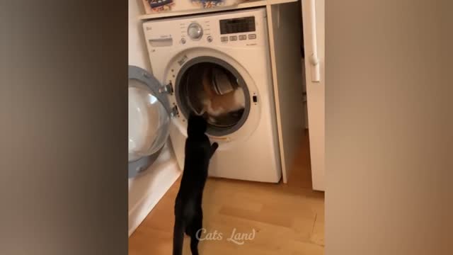 Cute Cats♥Best Funny Cat Videos_2021