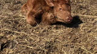 Heifer With Her Heart in Her Neck