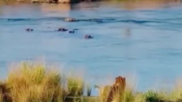 What is the lion doing standing in the grass? Is it trying to hunt crocodiles?