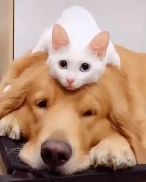 Dog and kitten quietly together.