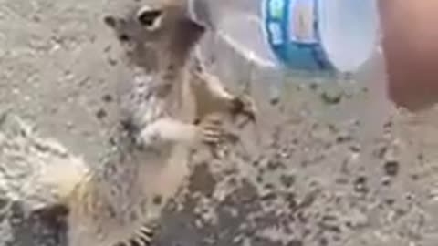 A squirrel drinks water from a human hand