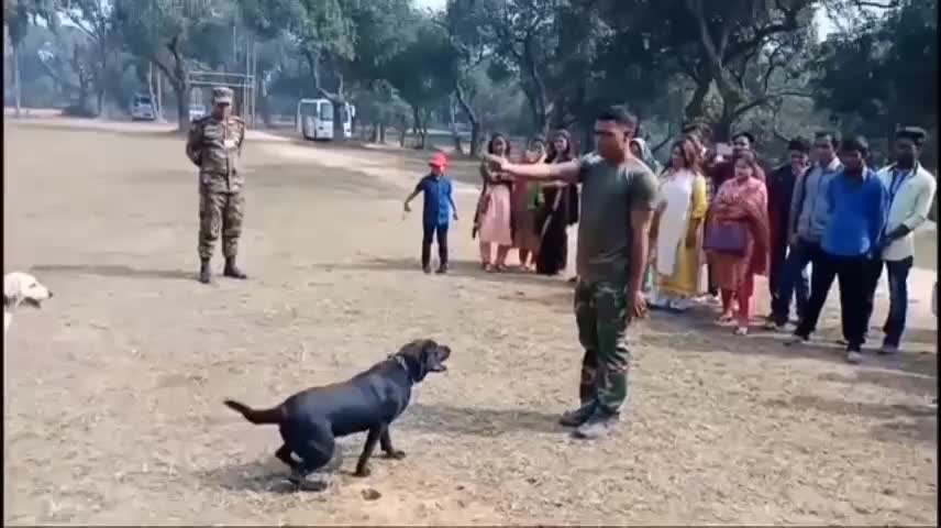 Army Animal Training Special Hand Signal - Dog Expert Show || ZION Gaming