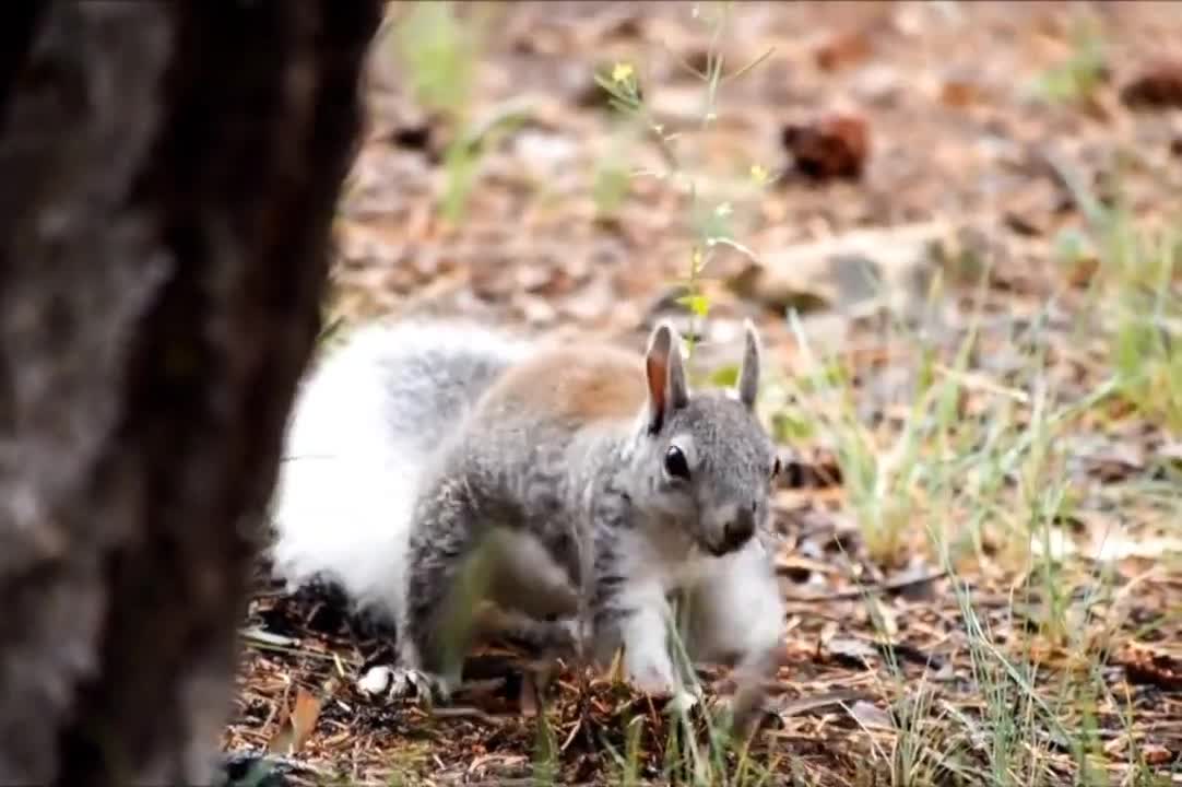 Cute Animals Relaxing video