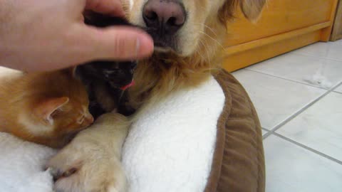 Funny Kitten Sneezing Scares Big Golden Retriever Dog - 3 Weeks Old Foster Kittens