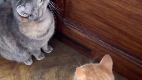 Mew. Cat prank. Funny videos funny cat funny animal videos