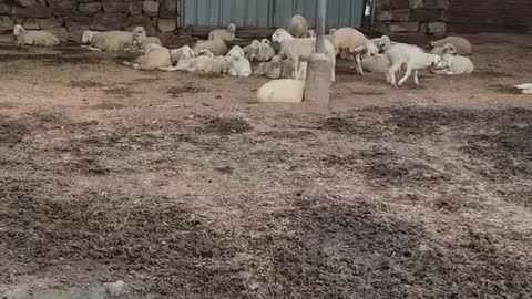 Flock of sheep staying at home on rainy day