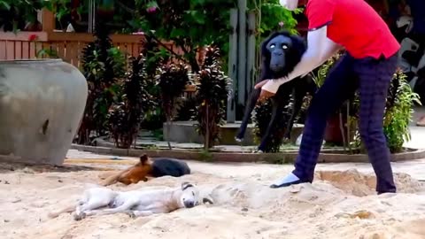 가짜 호랑이 장난 _ 원숭이-개-고양이 _ 라파 장난 데일리 _ Ep 9 by Troll Prank dog Funny(720P_HD).mp4