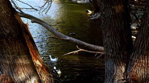 Lake Water And Animal Ducks