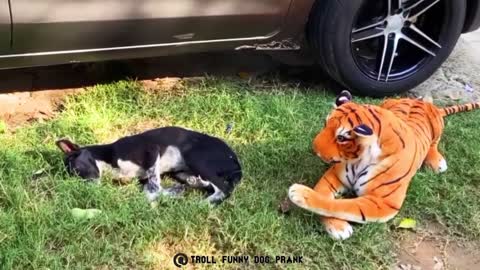 Troll Funny Dog Prank & Fake Lion and Fake Tiger Prank To dog ,Huge Box Prank Troll Video#6