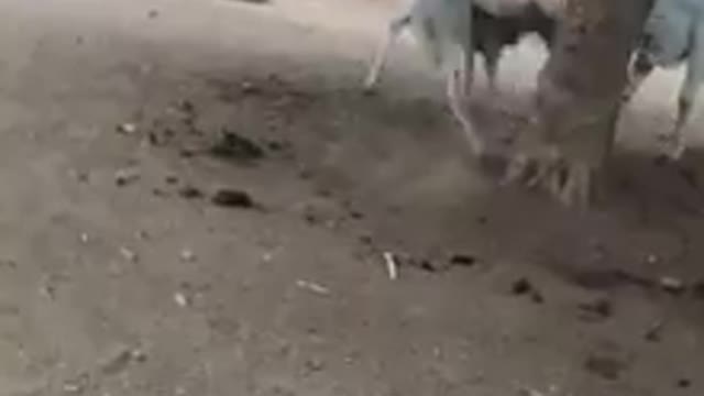 Funny fight between sheep and bull