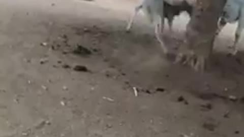 Funny fight between sheep and bull