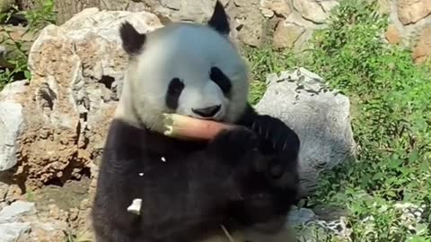 The greedy giant panda