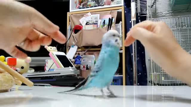 Parrot Talking - Smart And Funny Parrots Video