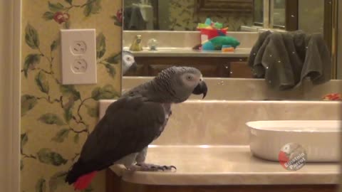 Talking parrot performs his menacing laugh for the camera