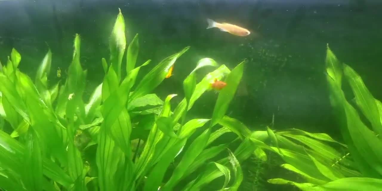cute goldfish