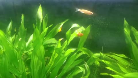 cute goldfish