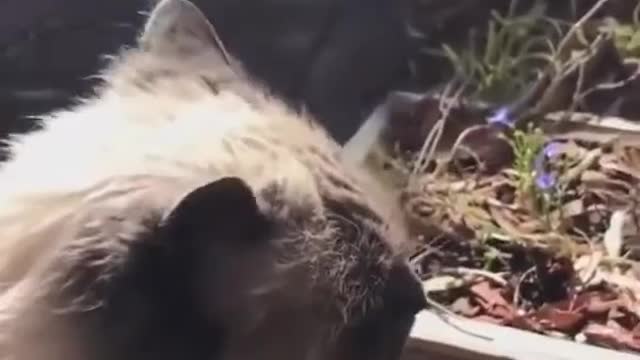 Cat hissing at human for attention