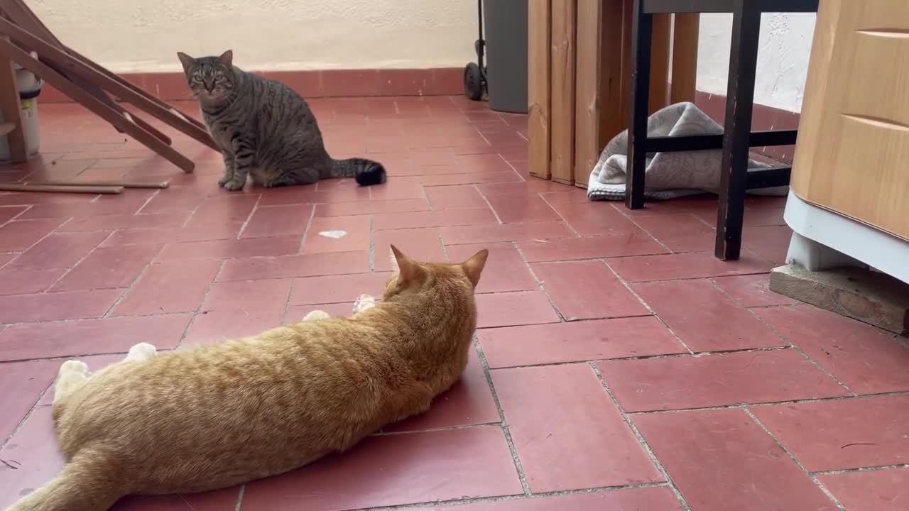 Epic Cat Fight #1