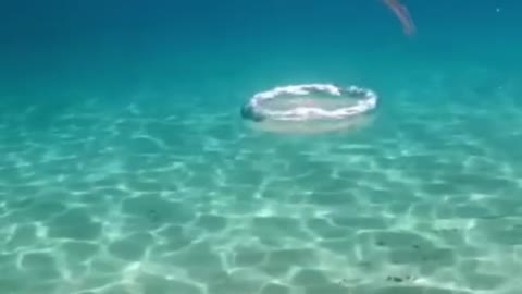 Underwater animal