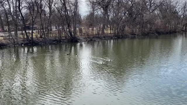 Mallards swimming @ the ponds on a 🌞 day 🦆