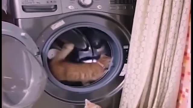 Try This (Laugh At Funny Animals Moments)