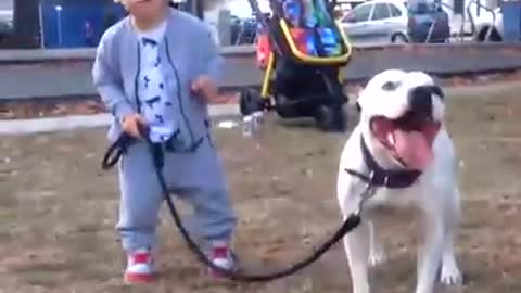 Dog with baby play